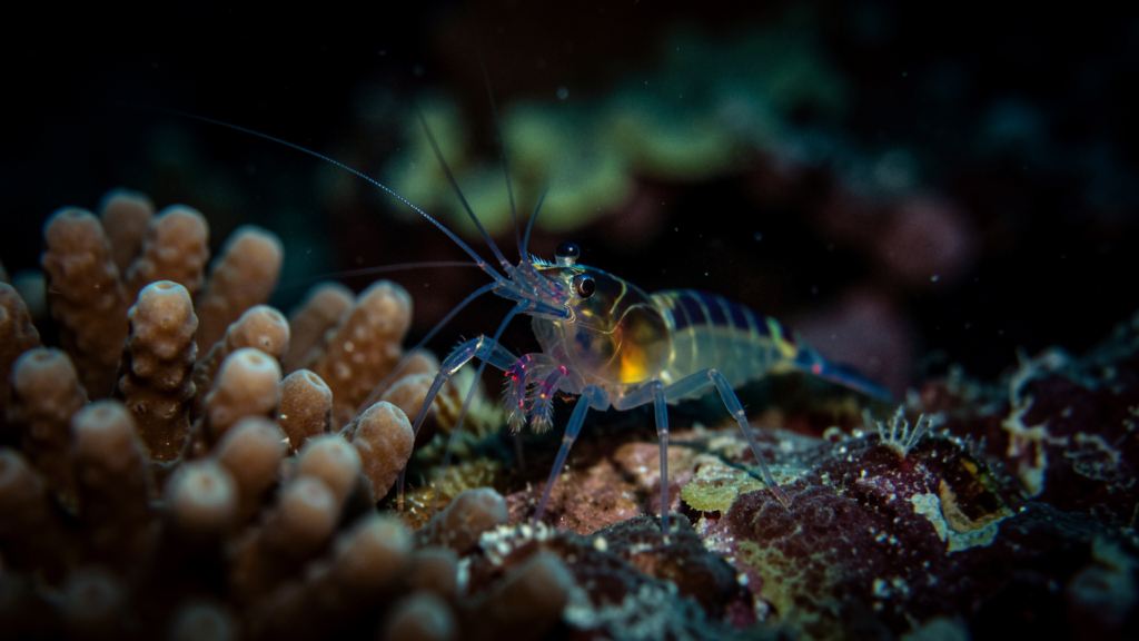 Snapping shrimp close-up on coral at night, tiny claws creating the crackling sound of a living reef, dive light illuminating